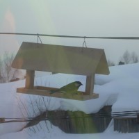 Наша кормушка для пичужек Наша кормушка для пичужек
