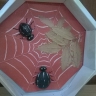 Паучки Паучки