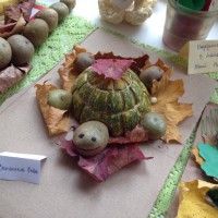 Черепашка Рита Черепашка Рита
