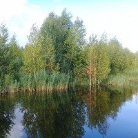Деревья смотрят в озеро как в зеркало Деревья смотрят в озеро как в зеркало