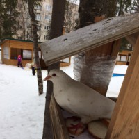 " Зимующие птицы" " Зимующие птицы"