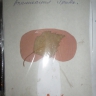 Грибочек Грибочек
