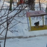 Кормушка для синичек. Кормушка для синичек.