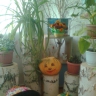 уголок природы с поделками из тыквы уголок природы с поделками из тыквы