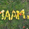 Золотая осень на МААМ Золотая осень на МААМ
