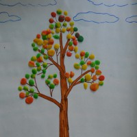 Красавец-клён Красавец-клён