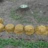 "Анюта" "Анюта"