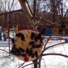 Мы кормушку мастерили,мы столовую открыли Мы кормушку мастерили,мы столовую открыли