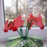 Цикламен Цикламен
