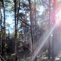 Сказочный лес Сказочный лес