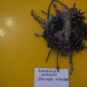 Осенняя корзинка Осенняя корзинка