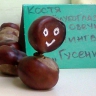 Гусеница Гусеница