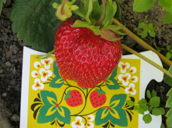 Смотреть фотографию №2 Фото №2 Экология защита природы