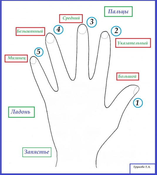 Пальцы на руке название на русском