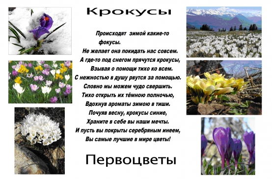 Фотоколлажи «Первоцветы». Фото Фотоколлажи «Первоцветы».