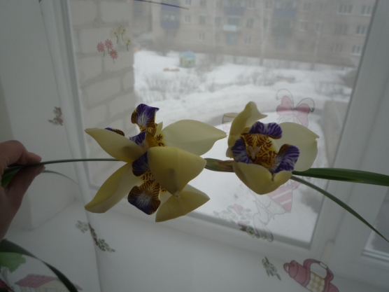Смотреть фотографию №3 Фото №3 Это очень редкое растение но очень красивое у него красивые крупные листья которые радуют нас весь год своей зеленью и очень нежные чудесные цветки