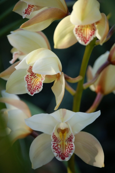 Орхидея и ее легенда Фото Орхидея и ее легенда