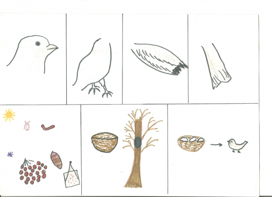Ознакомление с окружающим птицы. Зимующие птицы занятие для малышей. Модель птицы для детского сада. Зимующие птицы задания для дошкольников. Перелетные птицы для дошкольников подготовительной группы.