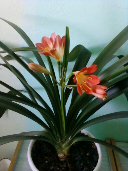 Кливия Цветок Фото Комнатное Растение