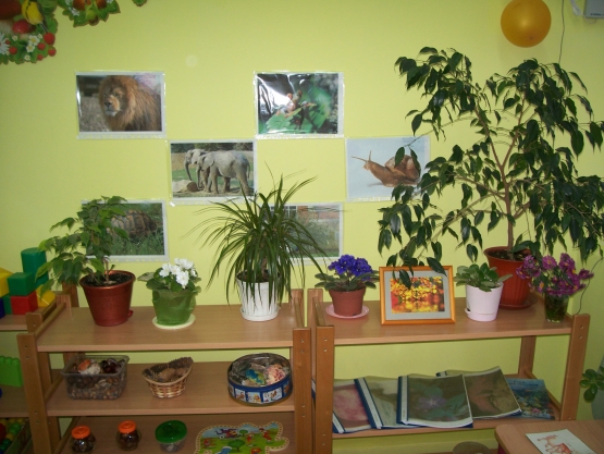 Комнатные растения первая младшая группа. Растения в детском саду. Растения старшая группа. Уголок комнатных растений в ДОУ. Растения в младшей группе.