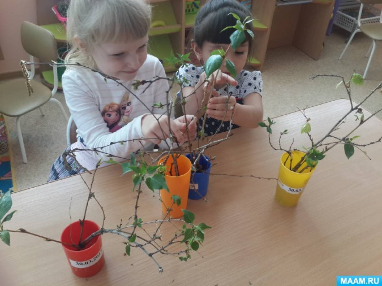 Наблюдения за растениями в детском саду. Наблюдение за растениями. Наблюдение за растениями детьми. Наблюдение за цветами. Наблюдение растения в школе.