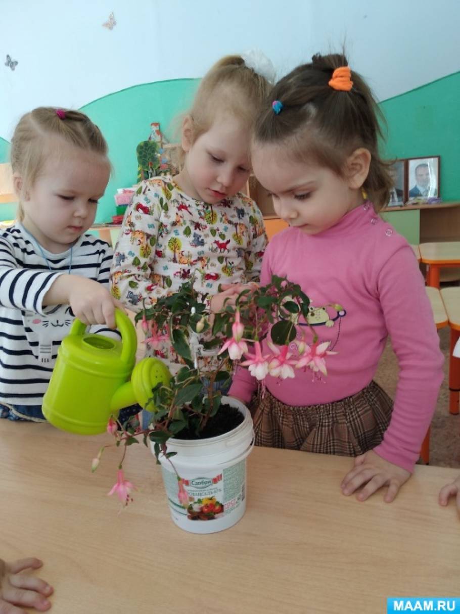 Конспект НОД во второй младшей группе «Рассматривание комнатного растения — фуксии» Фото Конспект НОД во второй младшей группе «Рассматривание комнатного растения — фуксии»