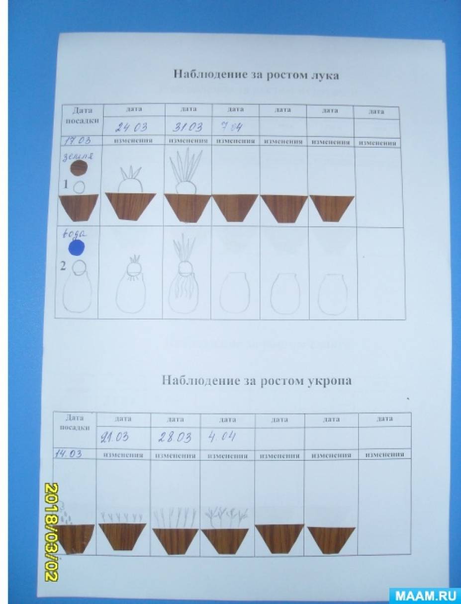 Дневник наблюдения за луком в детском. Дневник наблюдения огород на окне в детском саду. Наблюдение за ростом. Схема наблюдения за луком в детском саду. Дневник наблюдения за растениями в детском.