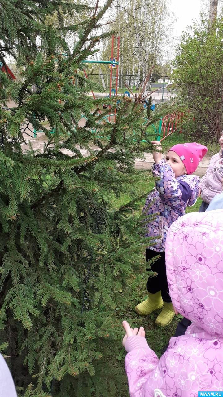 Наблюдение в старшей разновозрастной группе «Как различить ель от сосны?»