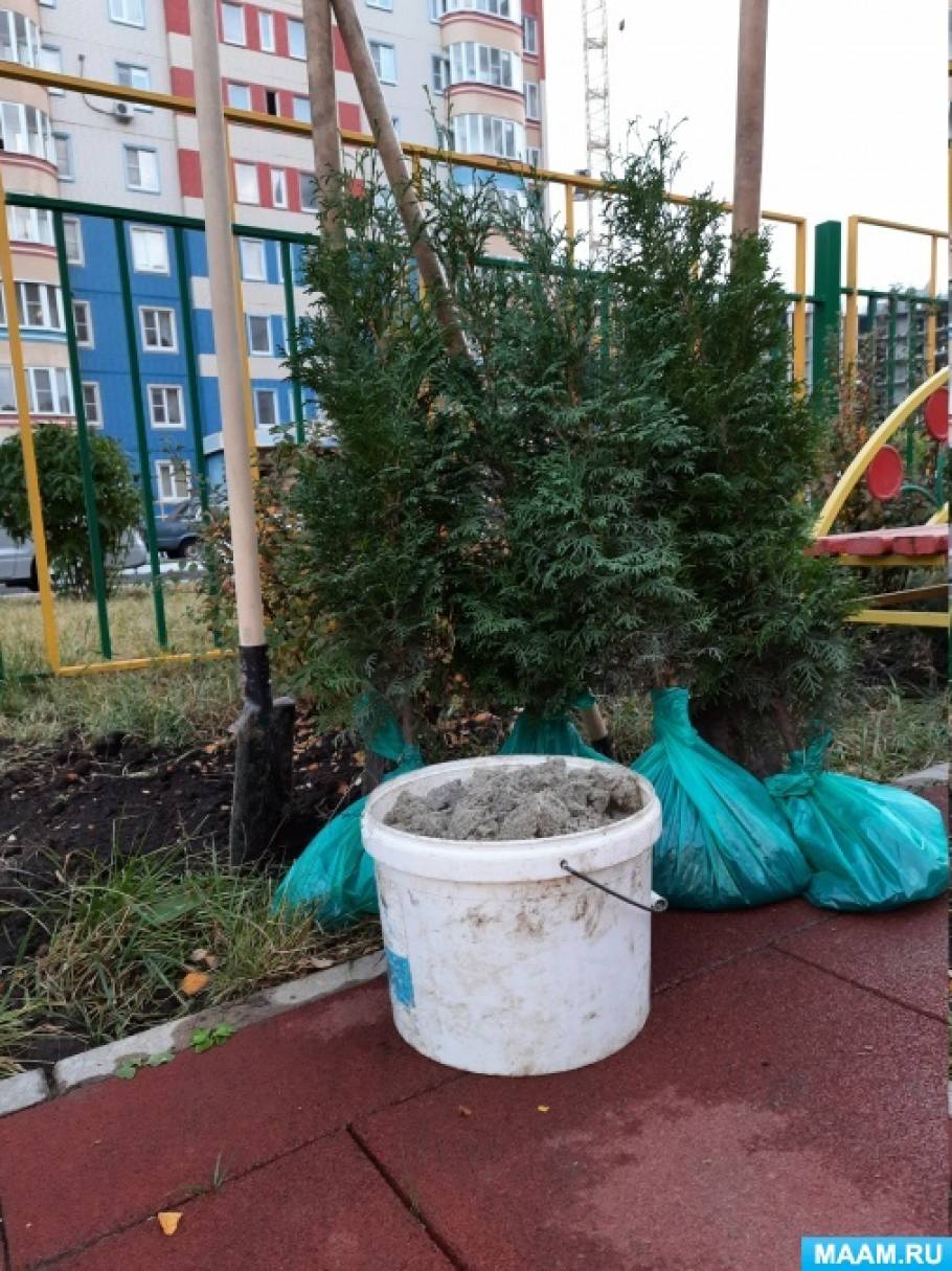 О пользе деревьев для детей детского сада