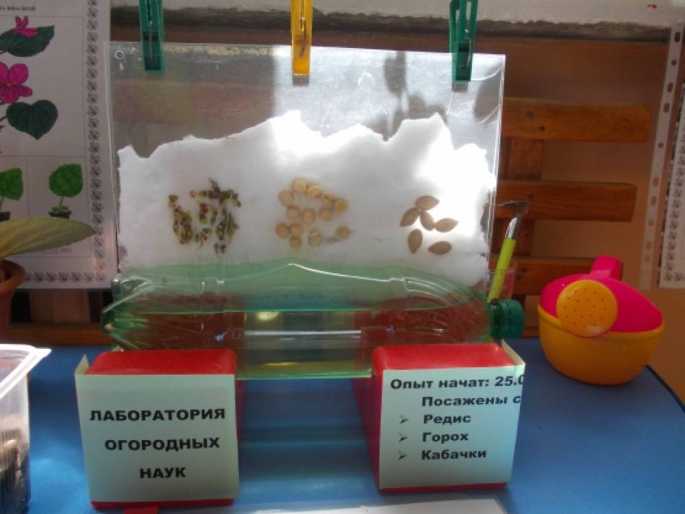 Наблюдения за семенами растений. Экспериментирование огород на подоконнике. Эксперименты в огороде на окне в детском саду. Опыты на окне в подготовительной группе. Огород на окне в детском саду экспериментирование.