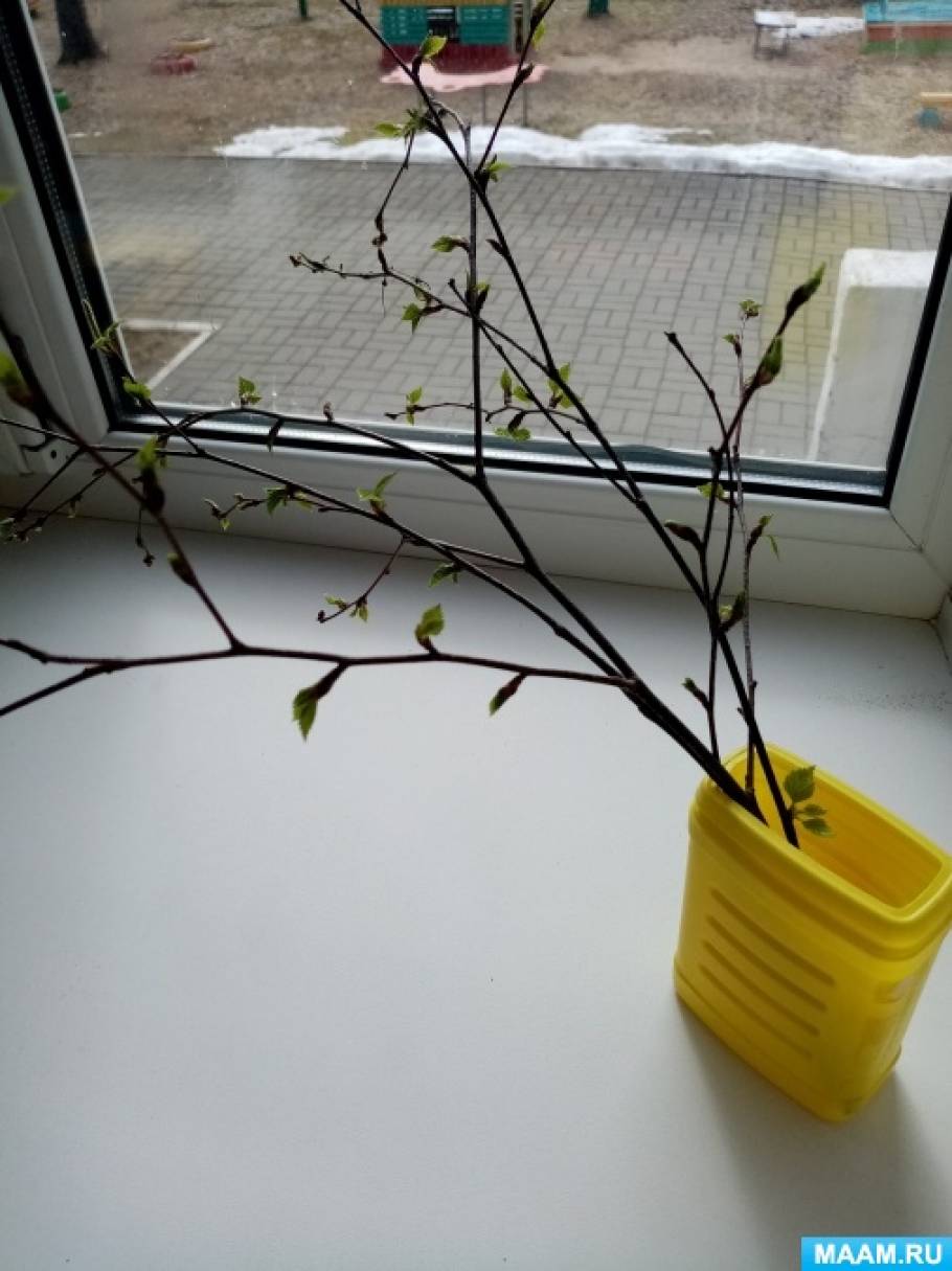 Смотреть фотографию №2 Фото №2 Задачи Образовательные закреплять и расширять представления детей о берёзе познакомить детей со строением березы учить отличать