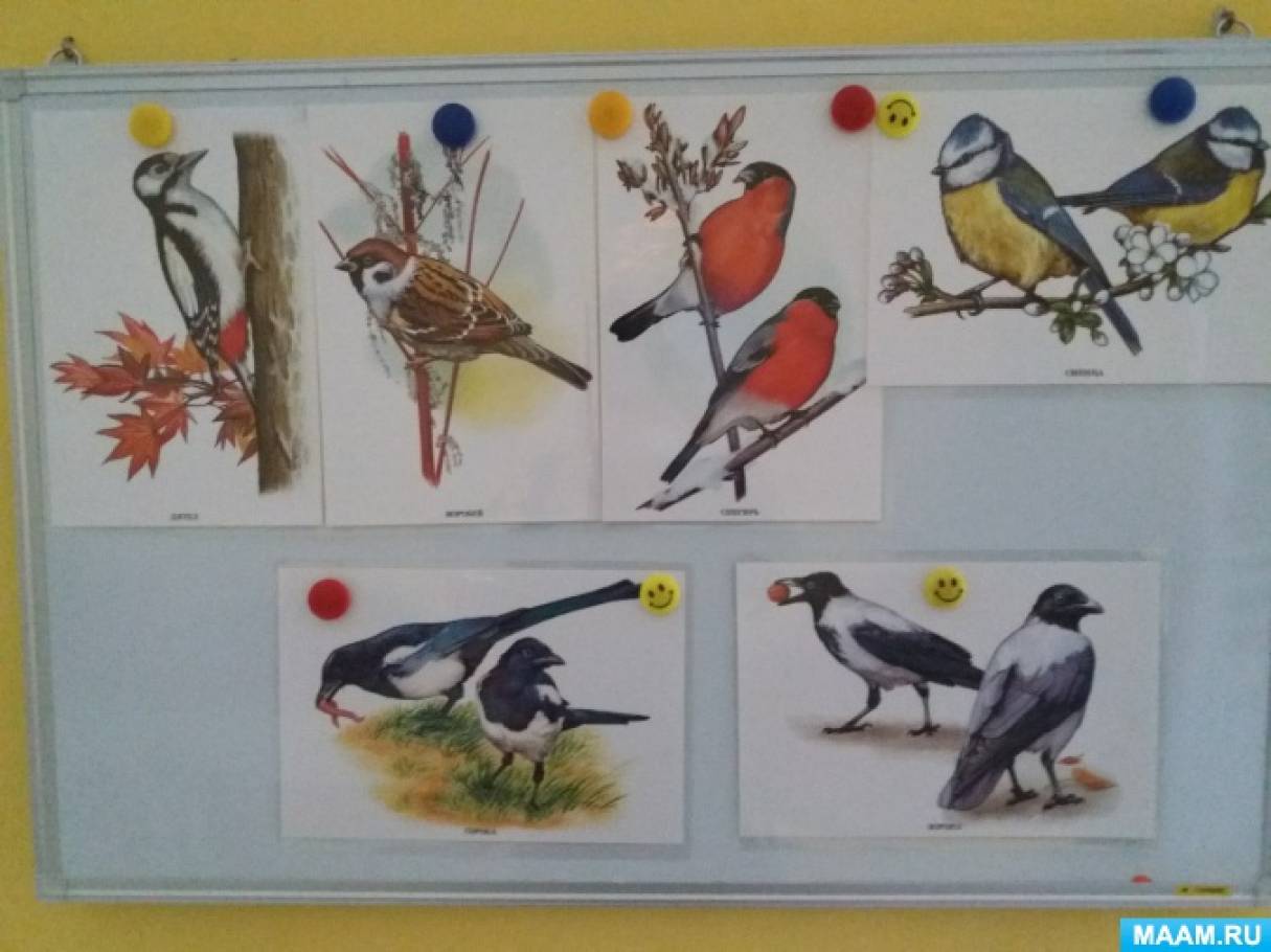 Пернатые друзья средняя группа. Зимующие птицы младшая группа. Птицы подготовительная группа. Птицы средняя группа. Занятие с детьми зимующие птицы.