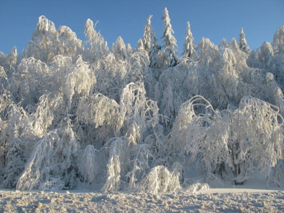 И снова здравствуйте… Фото И снова здравствуйте…