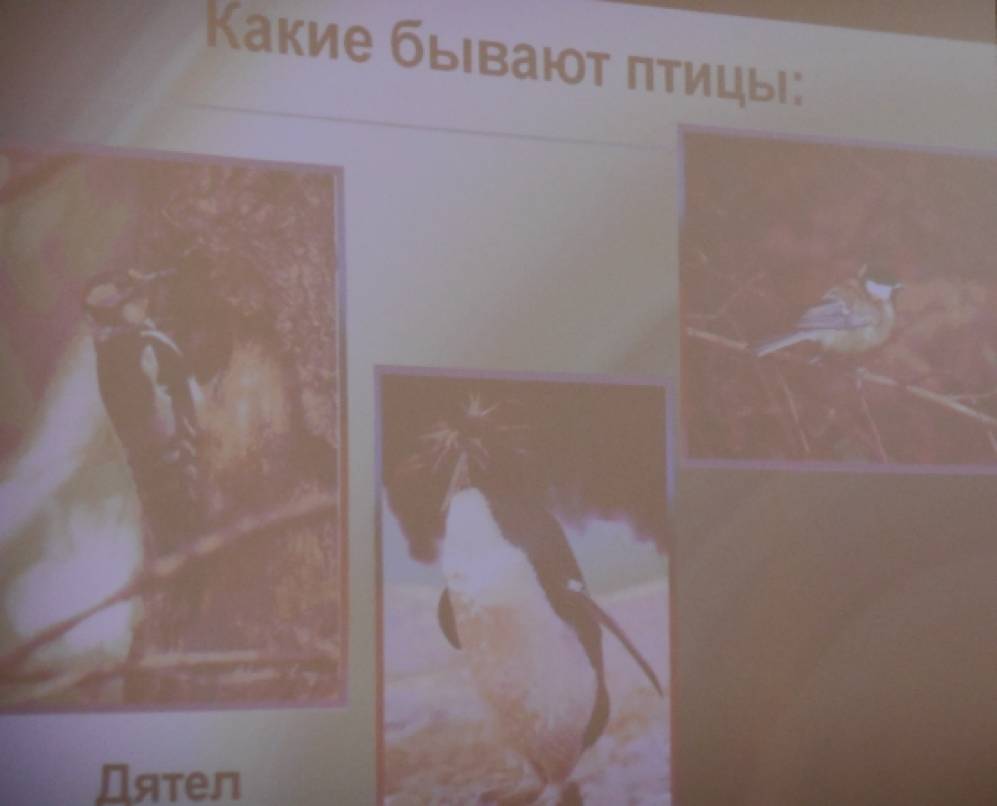 «День птиц». Фотоотчет о празднике в детском саду Фото «День птиц». Фотоотчет о празднике в детском саду