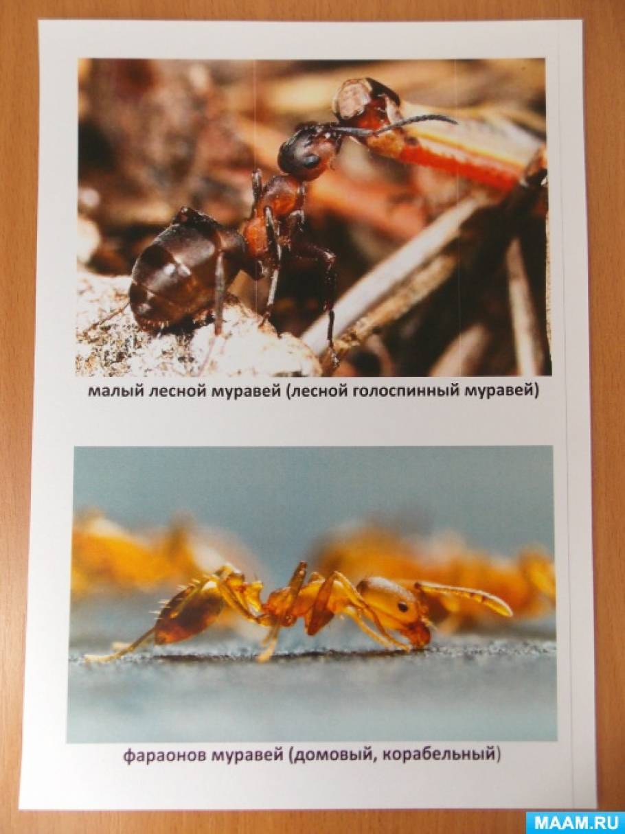 Смотреть фотографию №19 Фото №19 Мир насекомых для дошкольников Насекомые