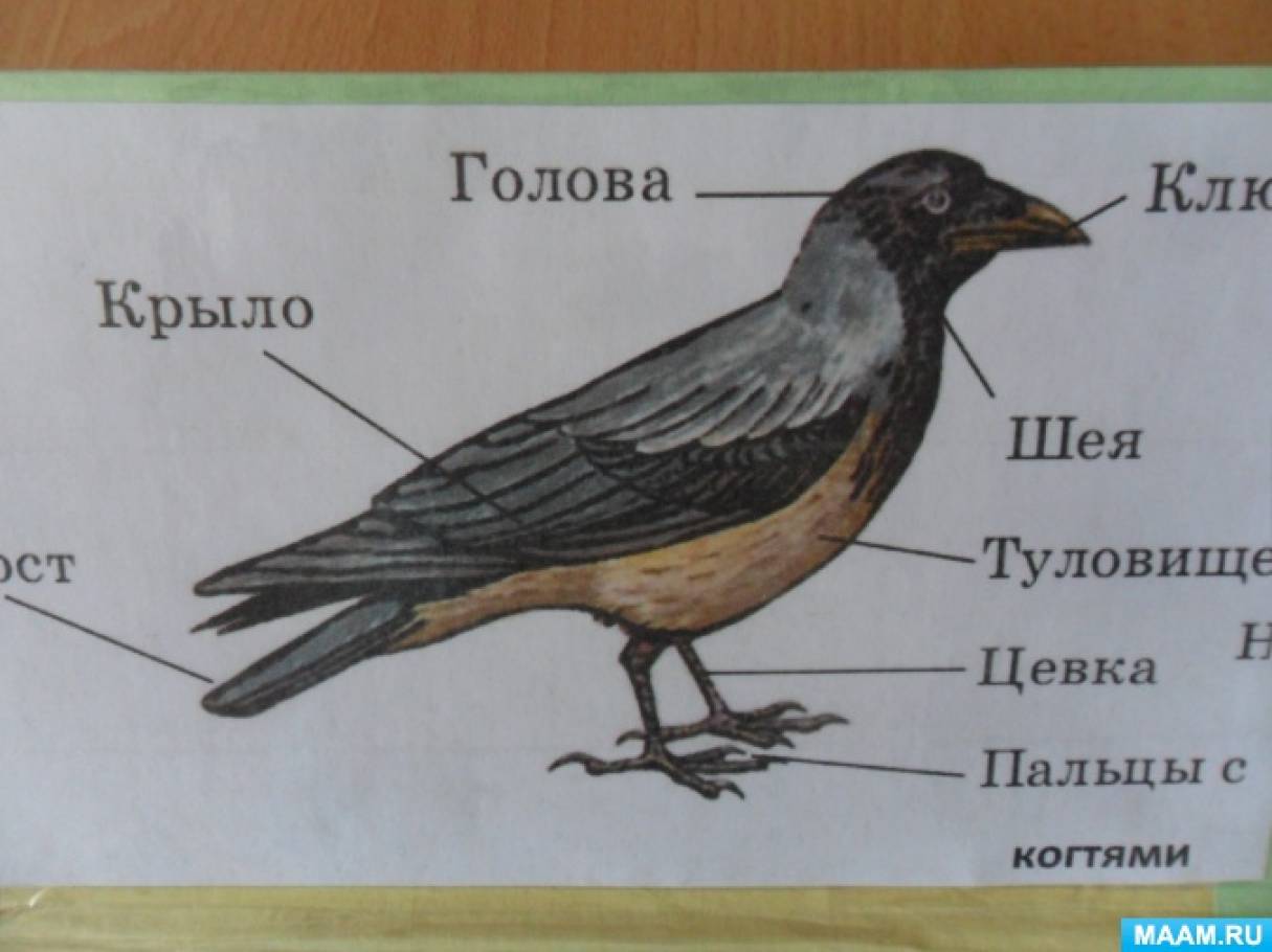 Назови части птицы