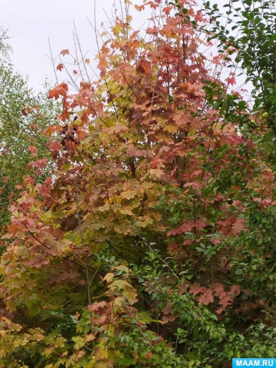 Деревья переоделись в разноцветные наряды