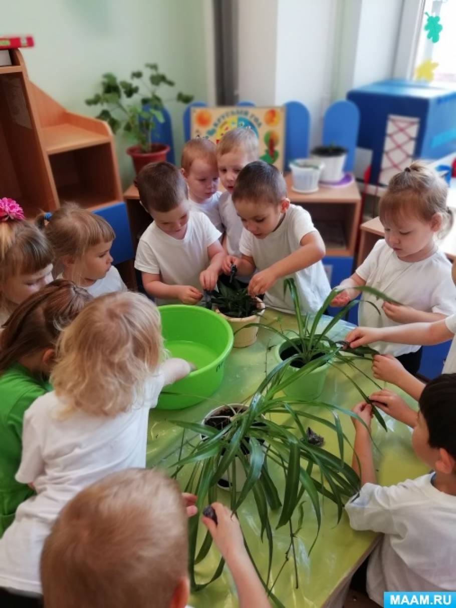 Наблюдения за растениями в детском саду. Наблюдение за цветком в садике. Наблюдение за растениями. Наблюдение за растениями в старшей группе.
