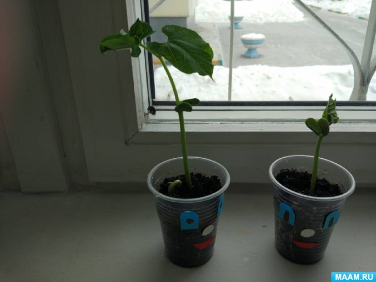 фасоль в горшке на подоконнике. росток фасоли в горшке. фасоль стебель росток. росток гороха в горшке на подоконнике. завязь фасоли.