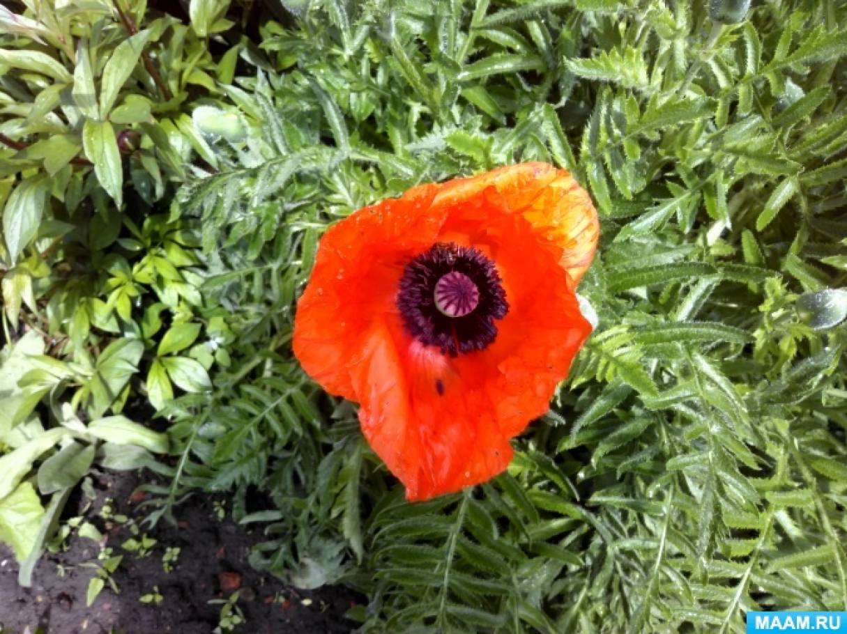 «Маки» Фото «Маки»