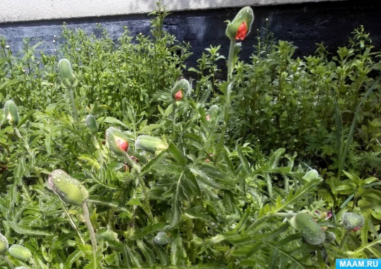 Мастер-класс по объемной аппликации из мятой бумаги ко Дню красных маков на МAAM Мастер-класс по объемной аппликации из мятой бумаги ко Дню красных маков на МAAM - фото