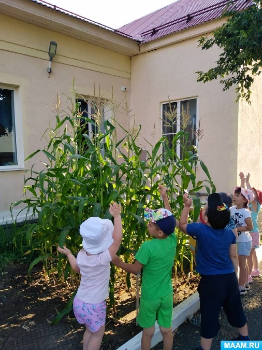 Кукуруза. Все о кукурузе для детей. Воспитателям детских садов ...