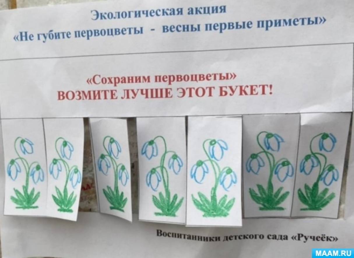 первоцветы акция в доу. берегите первоцветы акция в доу. акция первоцветы. акция берегите первоцветы. экологическая акция первоцвет.