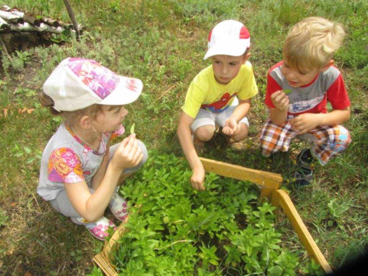 Дети наблюдают за природой. Прогулка наблюдение за растениями. Наблюдение за цветами на клумбе. Наблюдение за одуванчиком в средней группе. Дети наблюдают за природой.