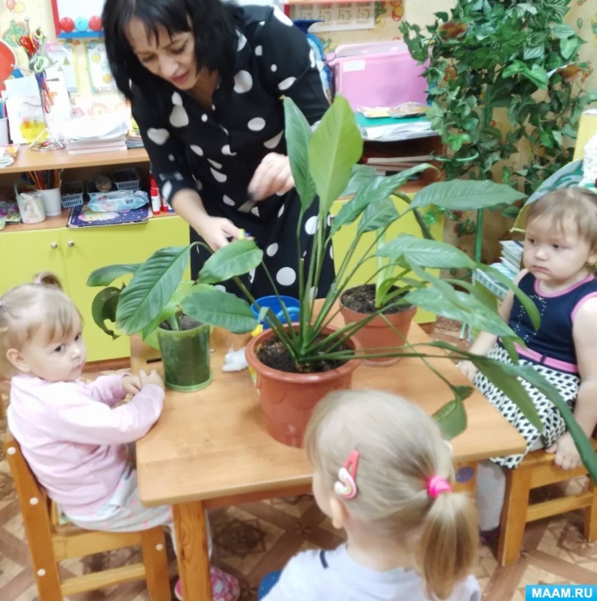 Наблюдения за растениями в детском саду. Комнатные растения картинки для детей. Инвентарь для работы с комнатными растениями для детей картинки. Картинки ребёнок ухаживает за домашим растением для школьников.