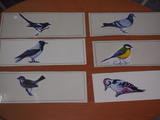 Планирование тема перелетные птицы весной средняя группа. Птицы средняя группа. Декоративные птицы средняя группа. Птицы для детей подготовительной группы. Занятие птицы в средней группе.