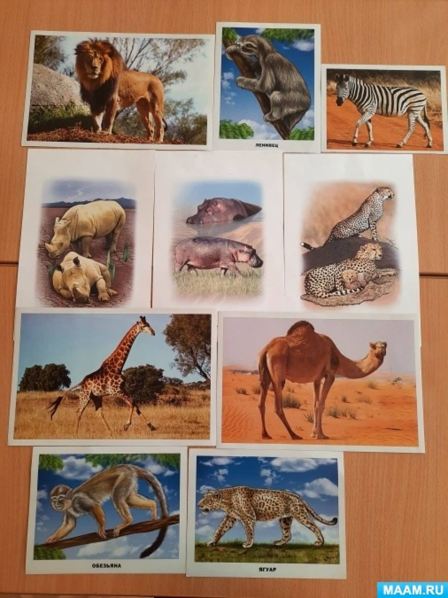 животные жарких стран.