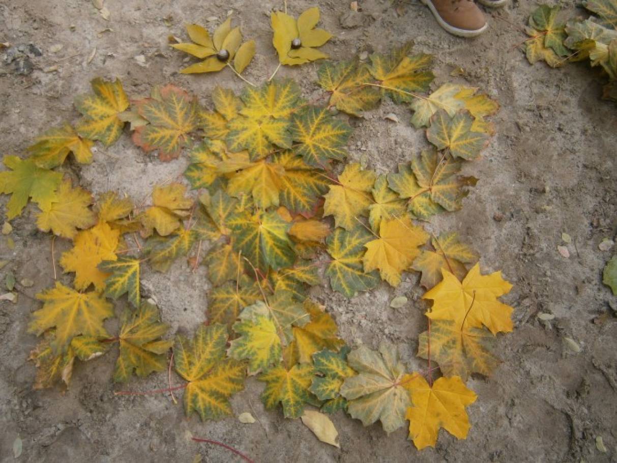 Лист каштана фото рисунок detsad 139617 1447252959 Домострой