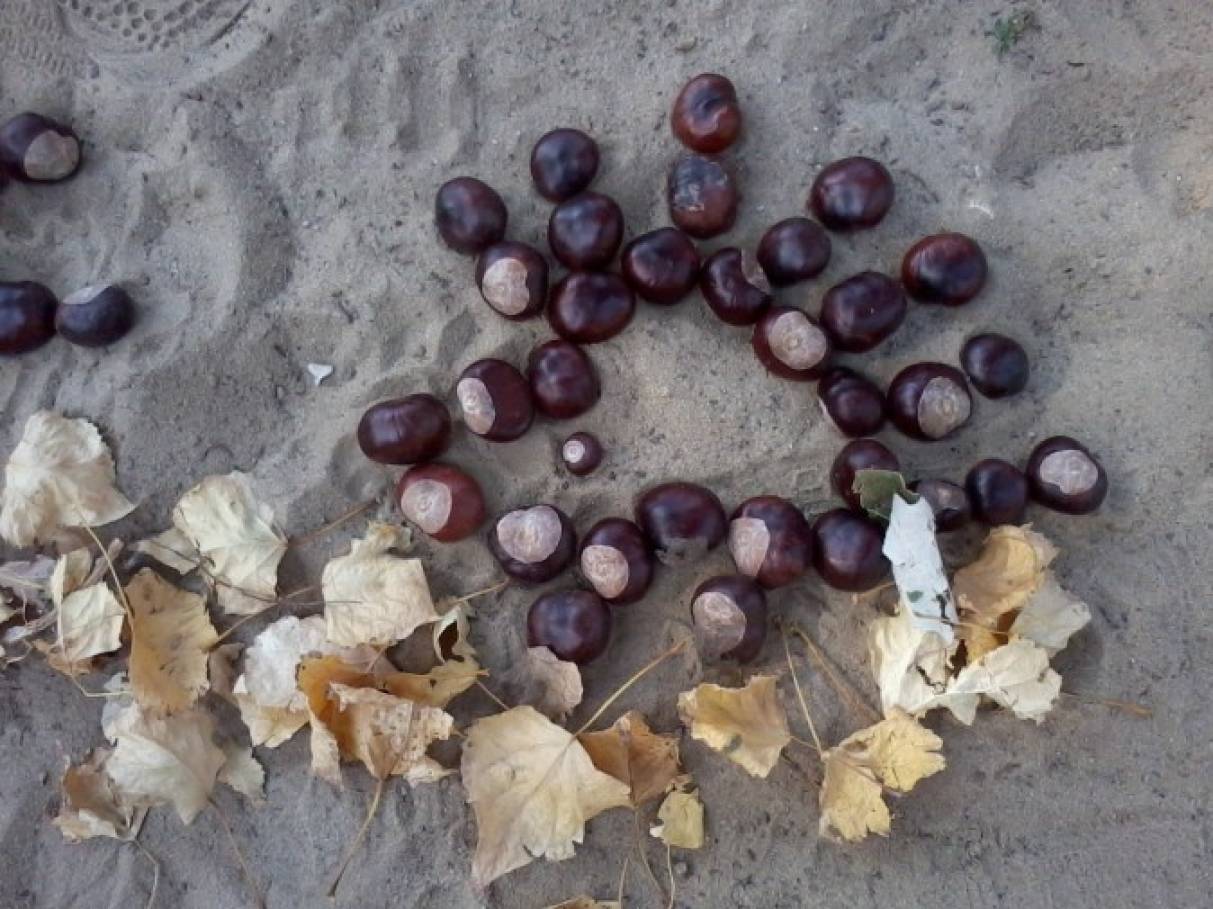 Лист каштана фото рисунок detsad 139617 1447254379 Домострой