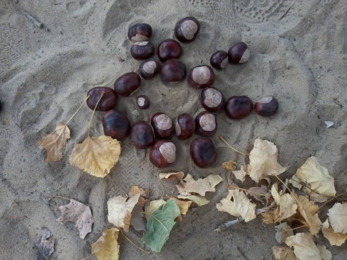 Лист каштана фото рисунок detsad 139617 1447254426 Домострой